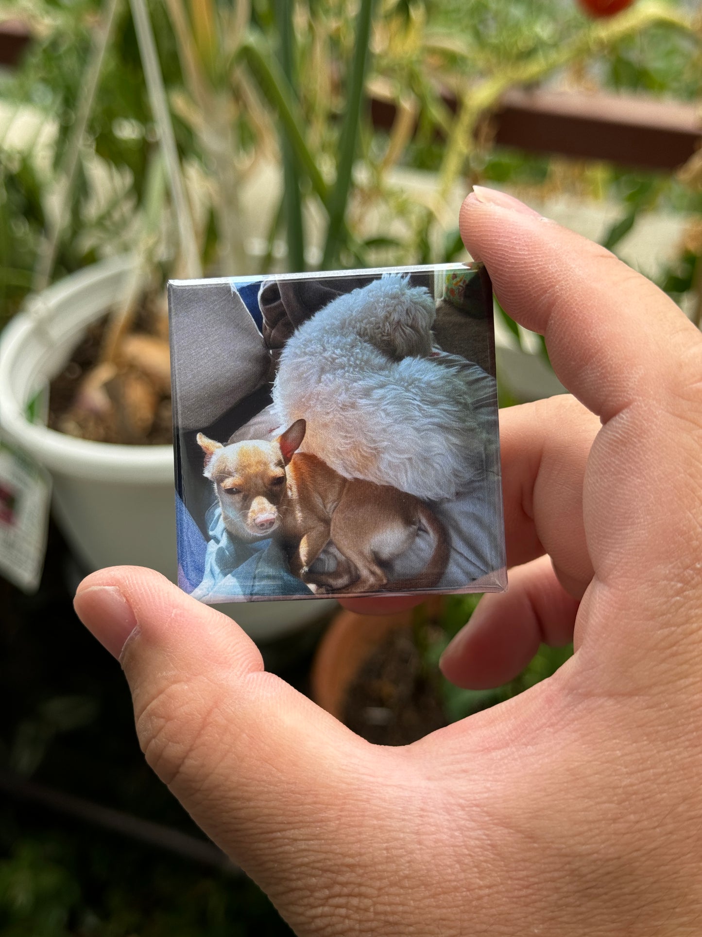 Personalize Your Own Magnets